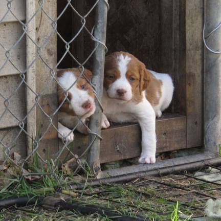 Lazy Brittanys pupps