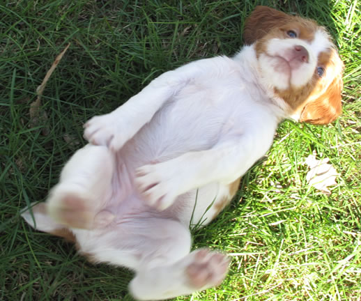 Brittany Pupp on back
