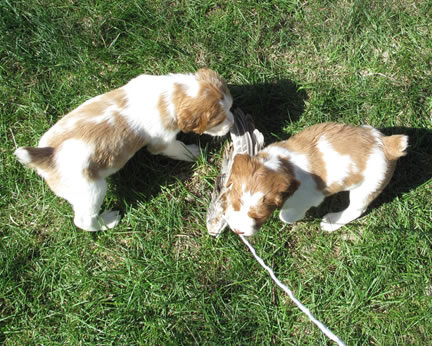 Mazeppa Brittany Pupps with pheasant wing