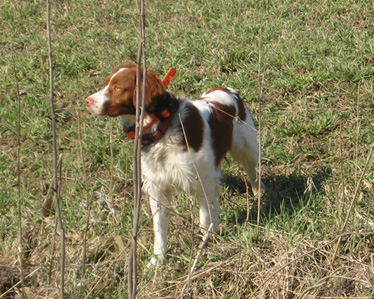 Remmington Mazeppa Bantam
